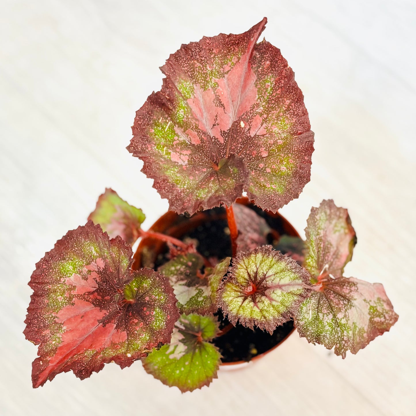 Rex Begonia