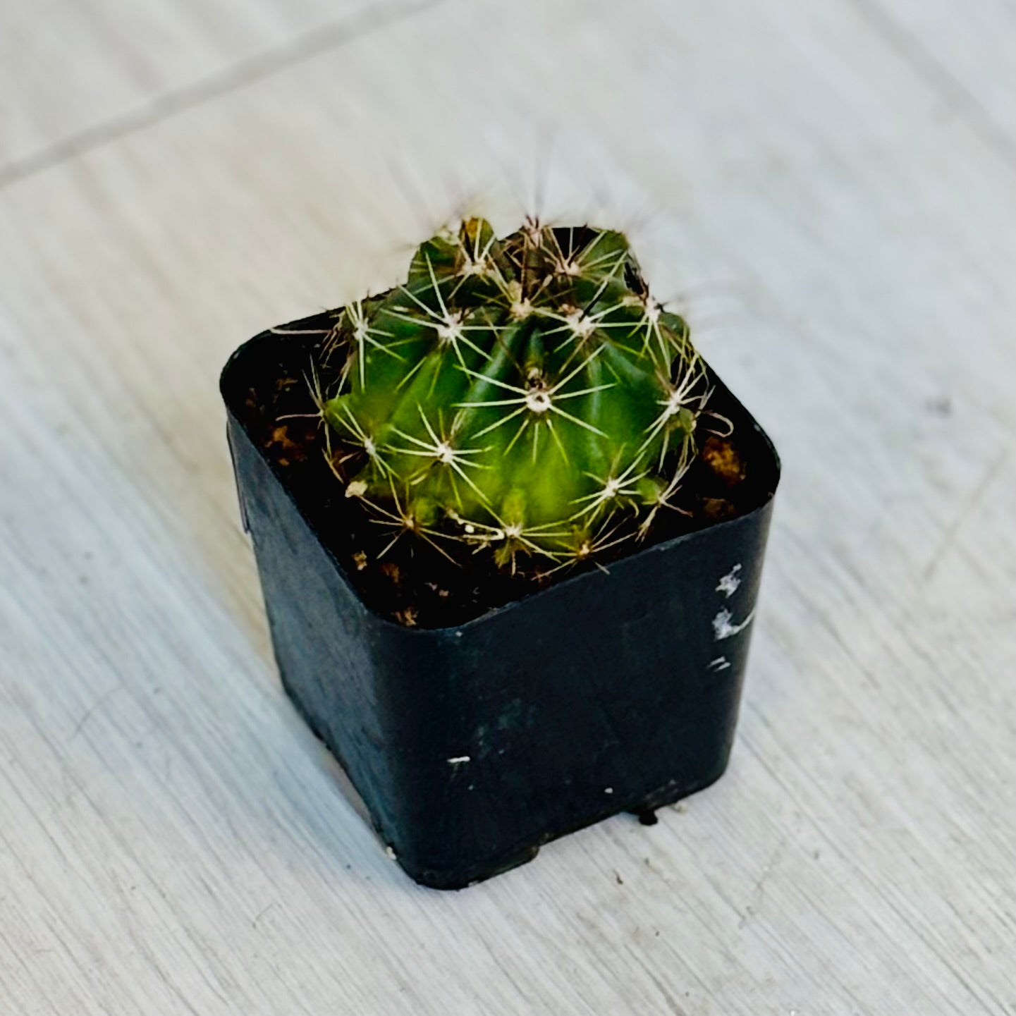 Cactus - Assorted 2"