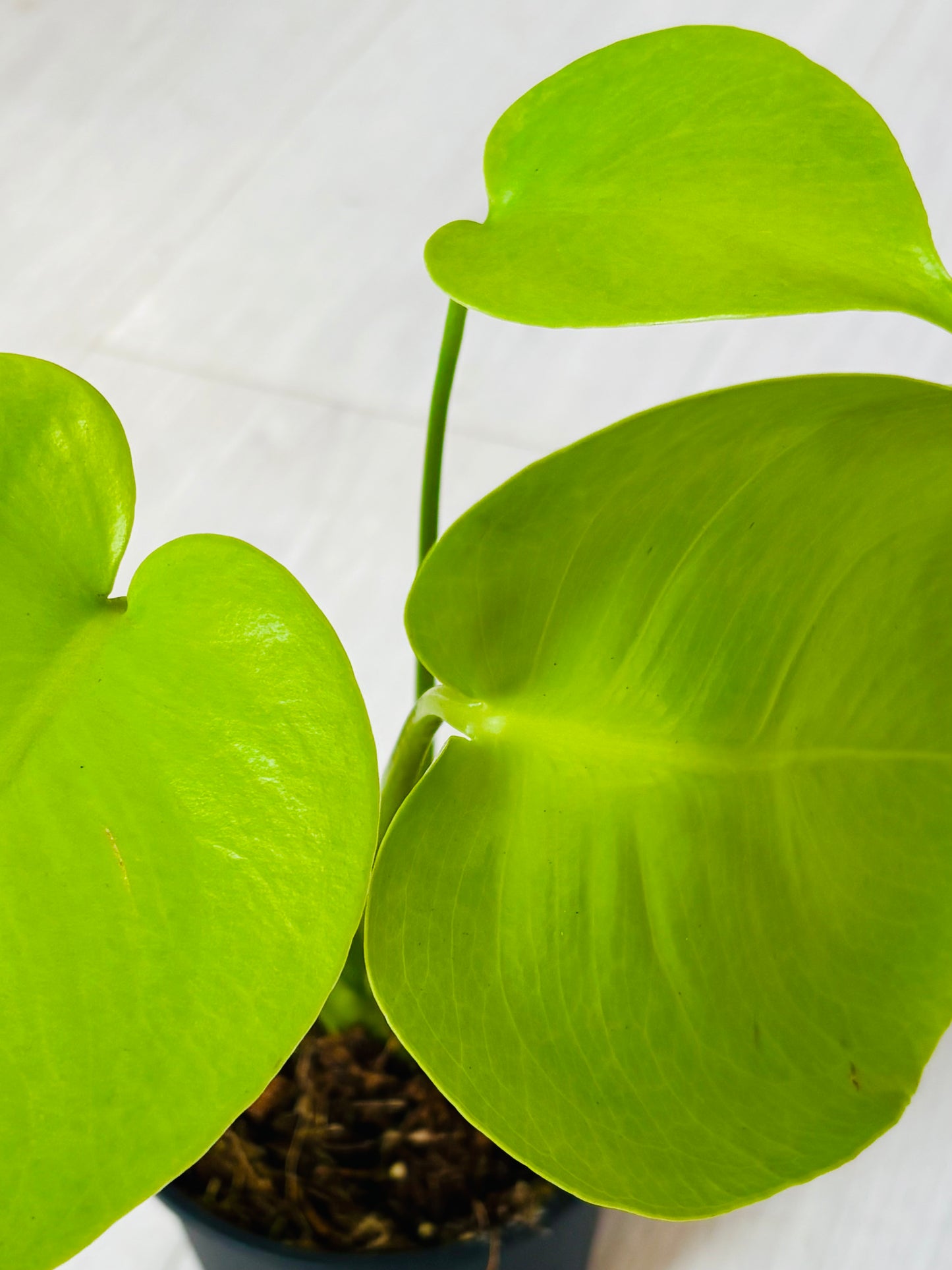 Lemon Lime Monstera