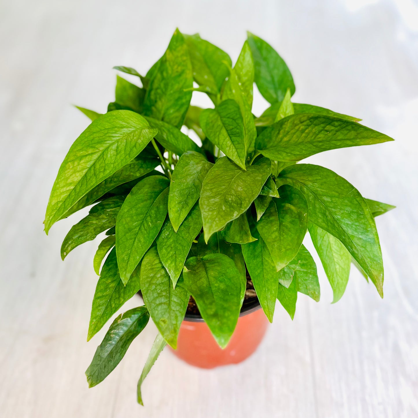 Cebu Blue Pothos