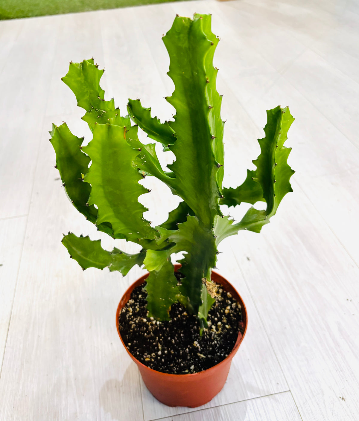 Dragon Bone Cactus