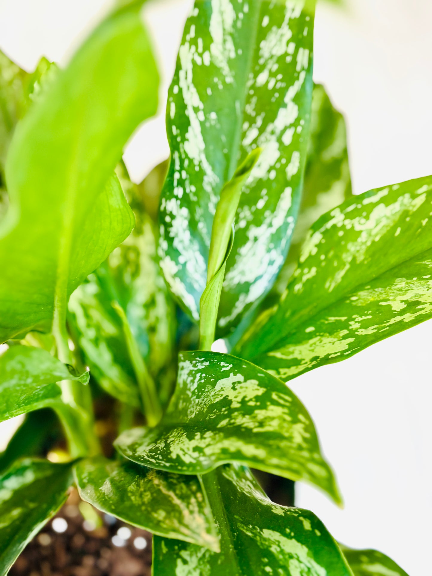 Maria Aglaonema