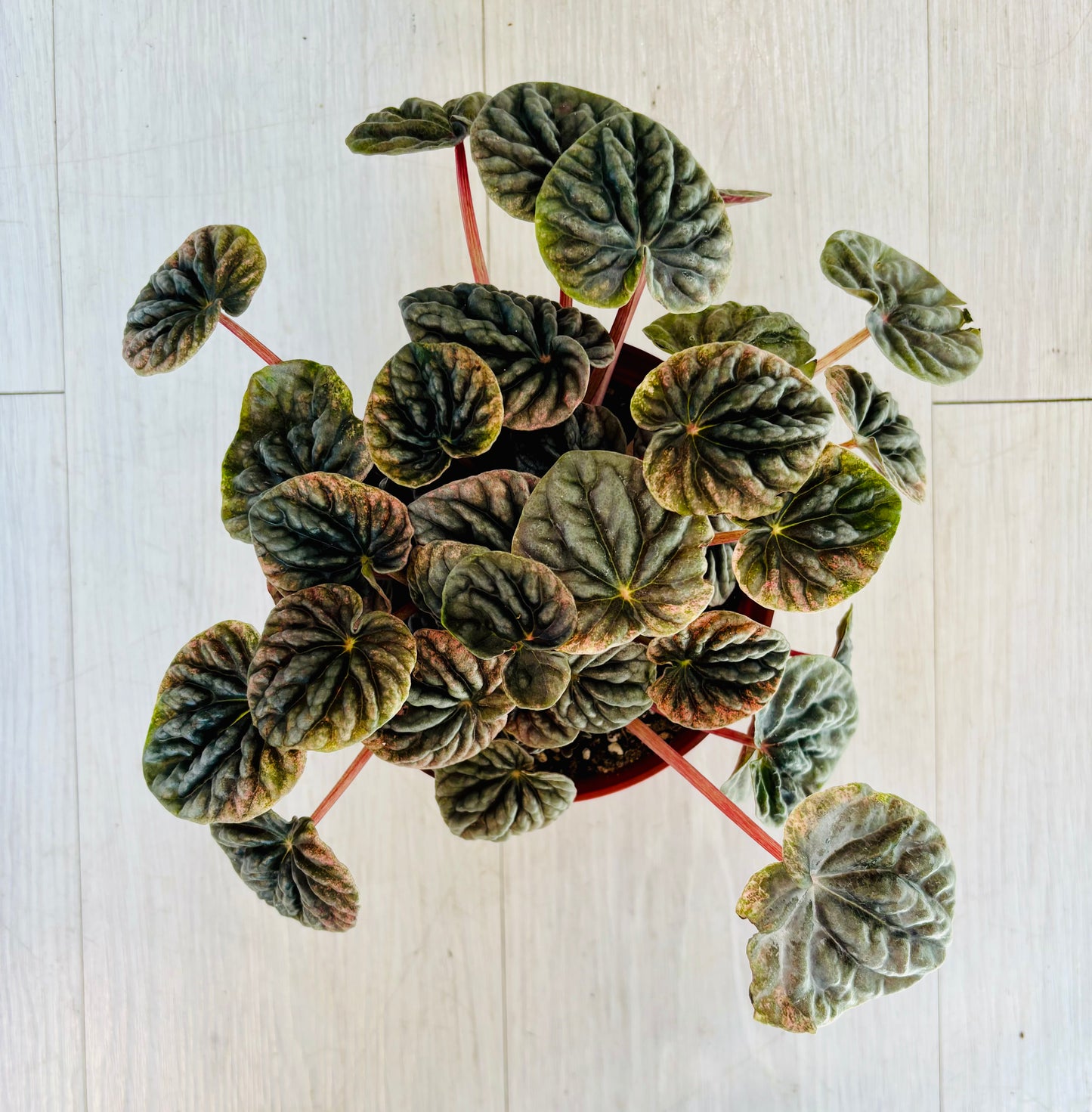 Abricos Peperomia