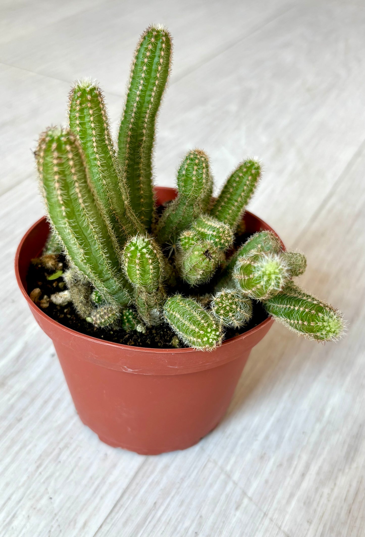 Cactus - Assorted 4"