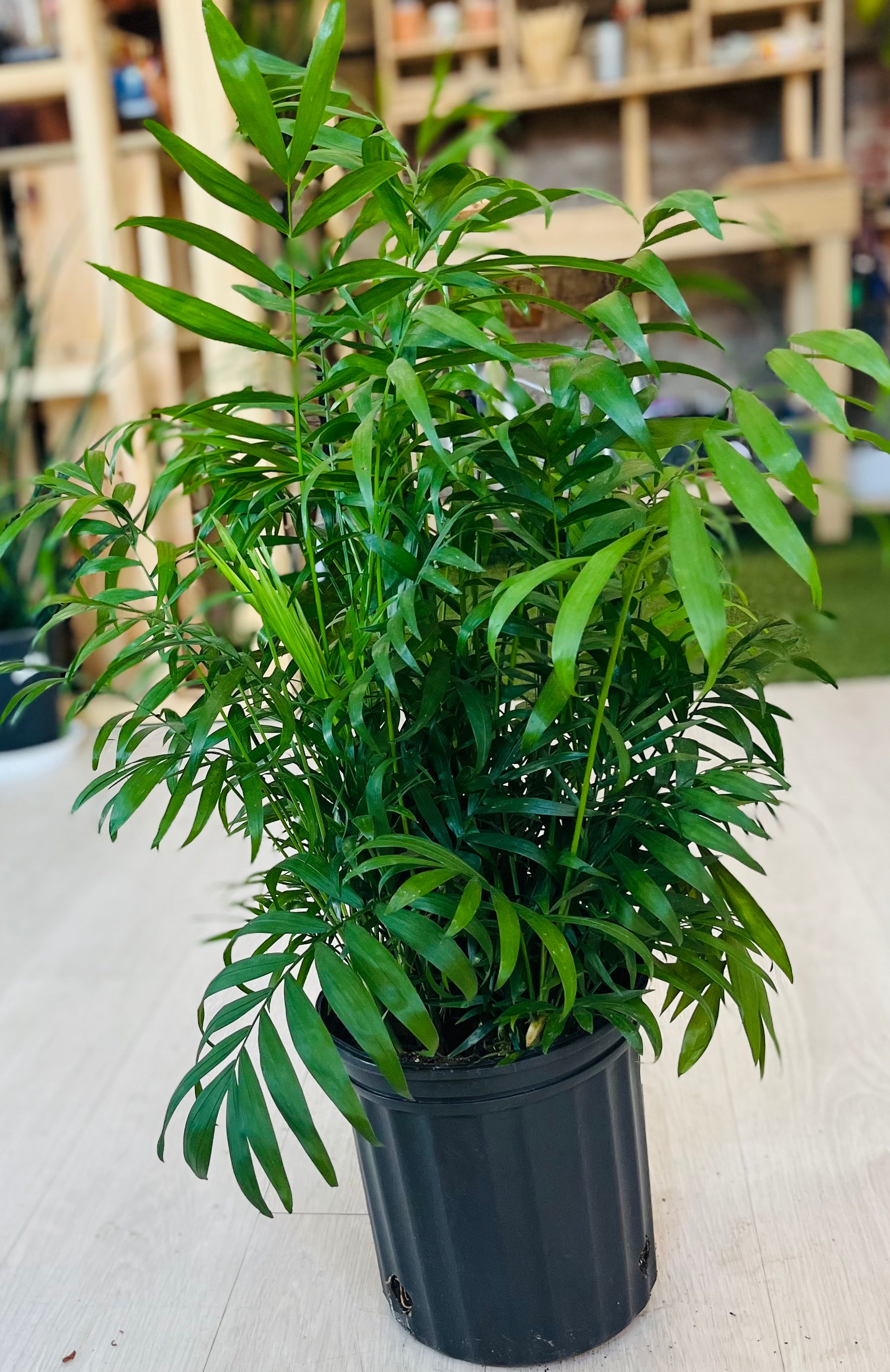 bella palm plant Neanthe Bella Palm 4"