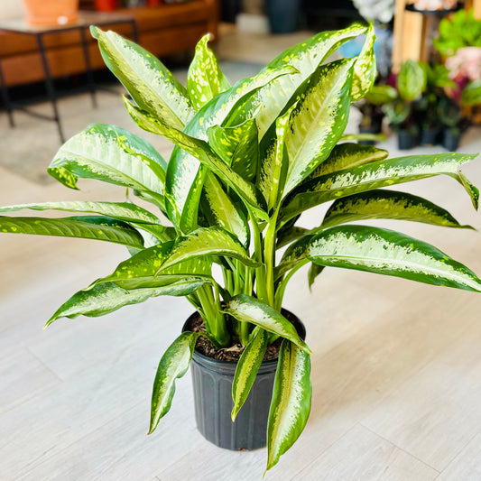 Cougar Dieffenbachia