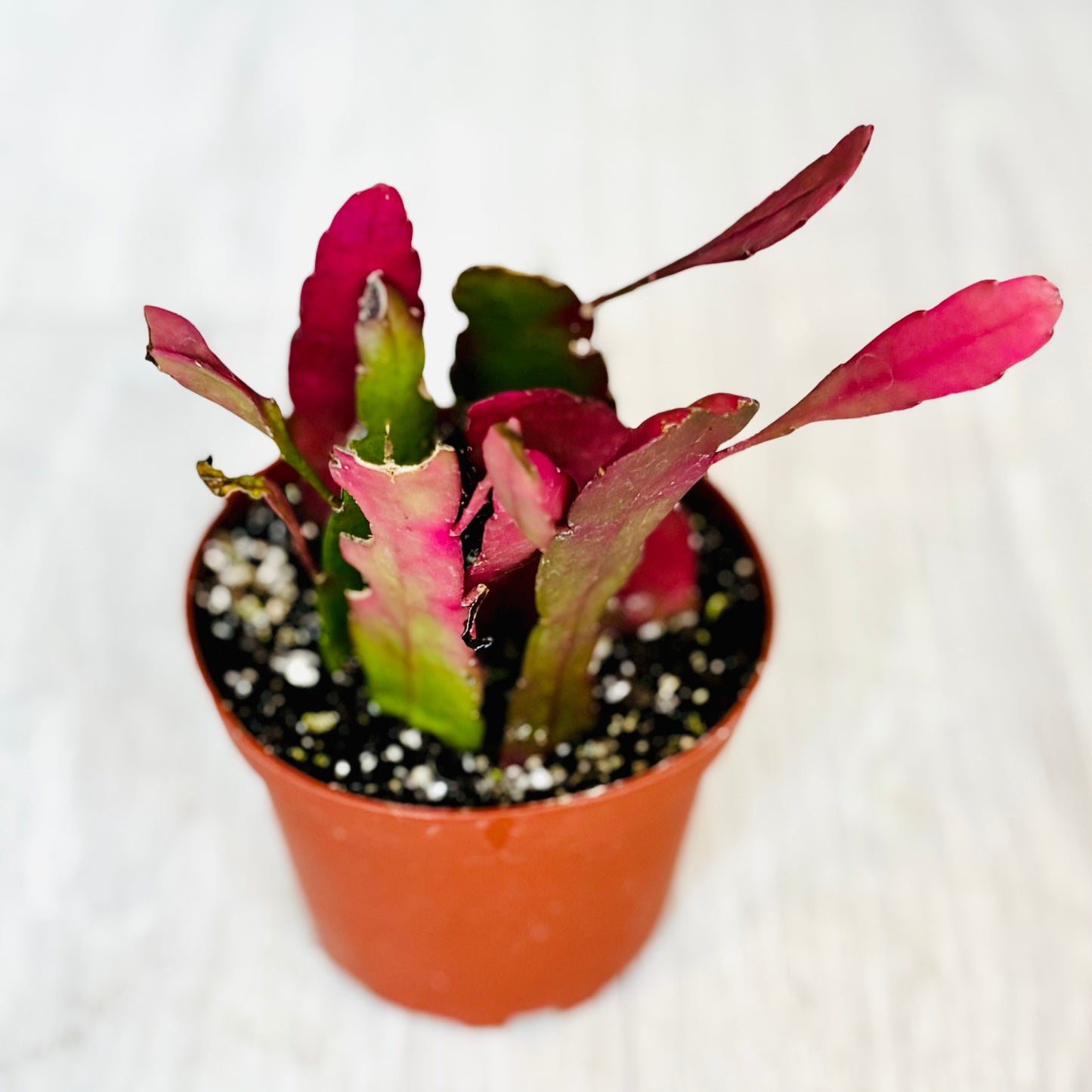 Red Mistletoe Cactus