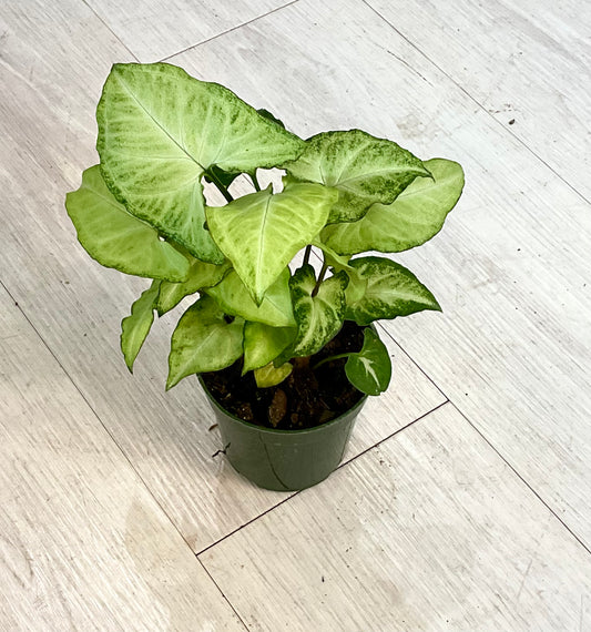 White Butterfly Syngonium