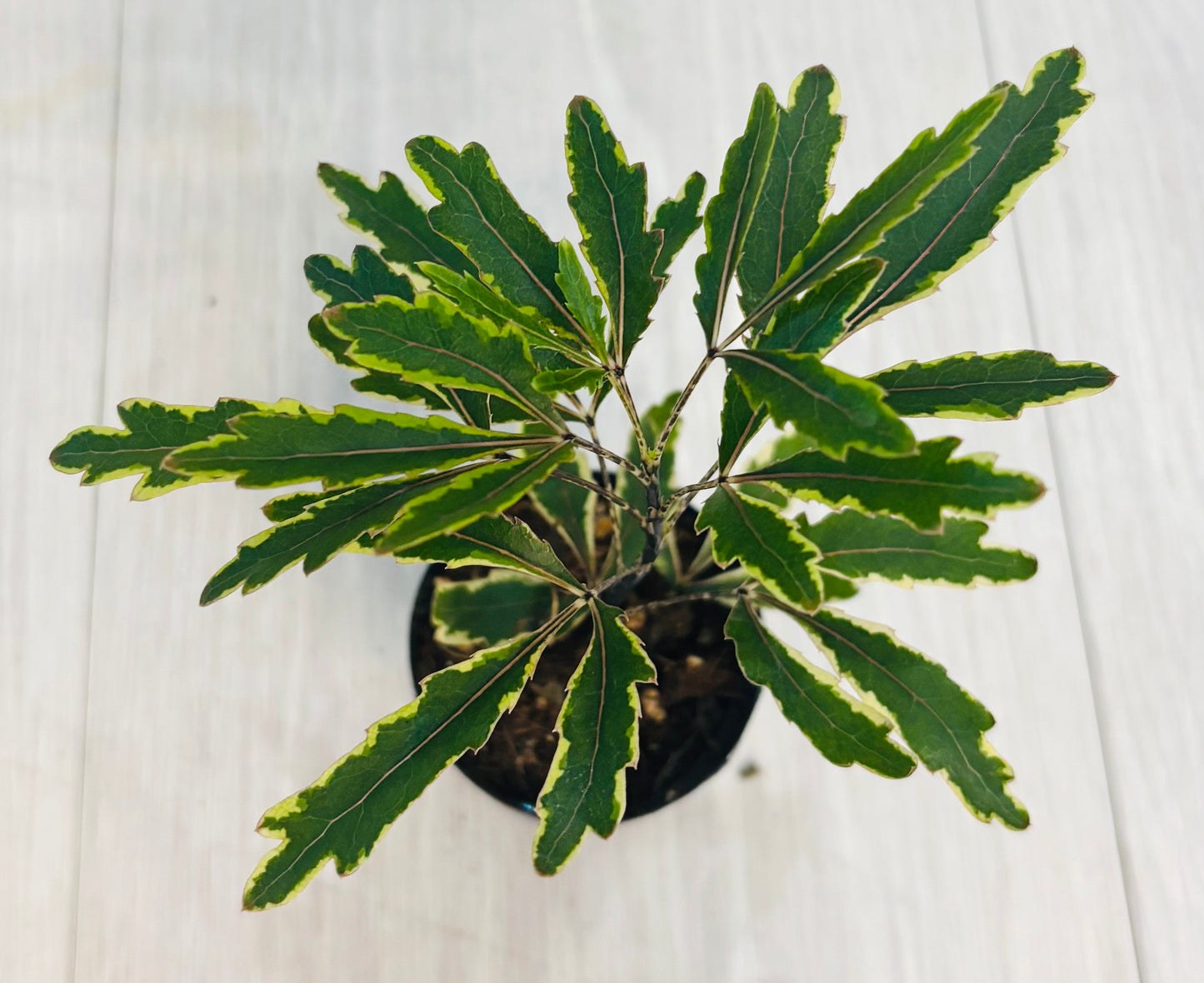 Houseplants - Assorted 2"