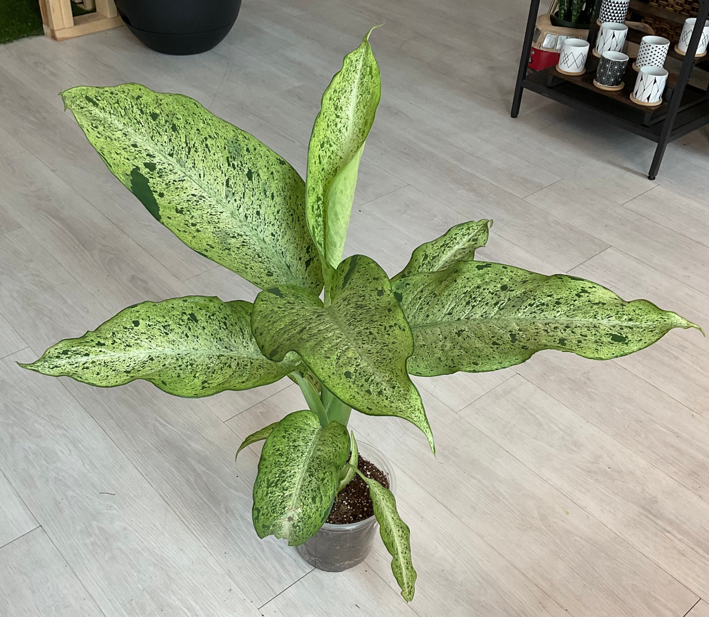 Camo Dieffenbachia