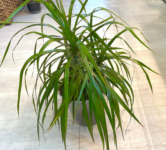 Dracaena Marginata