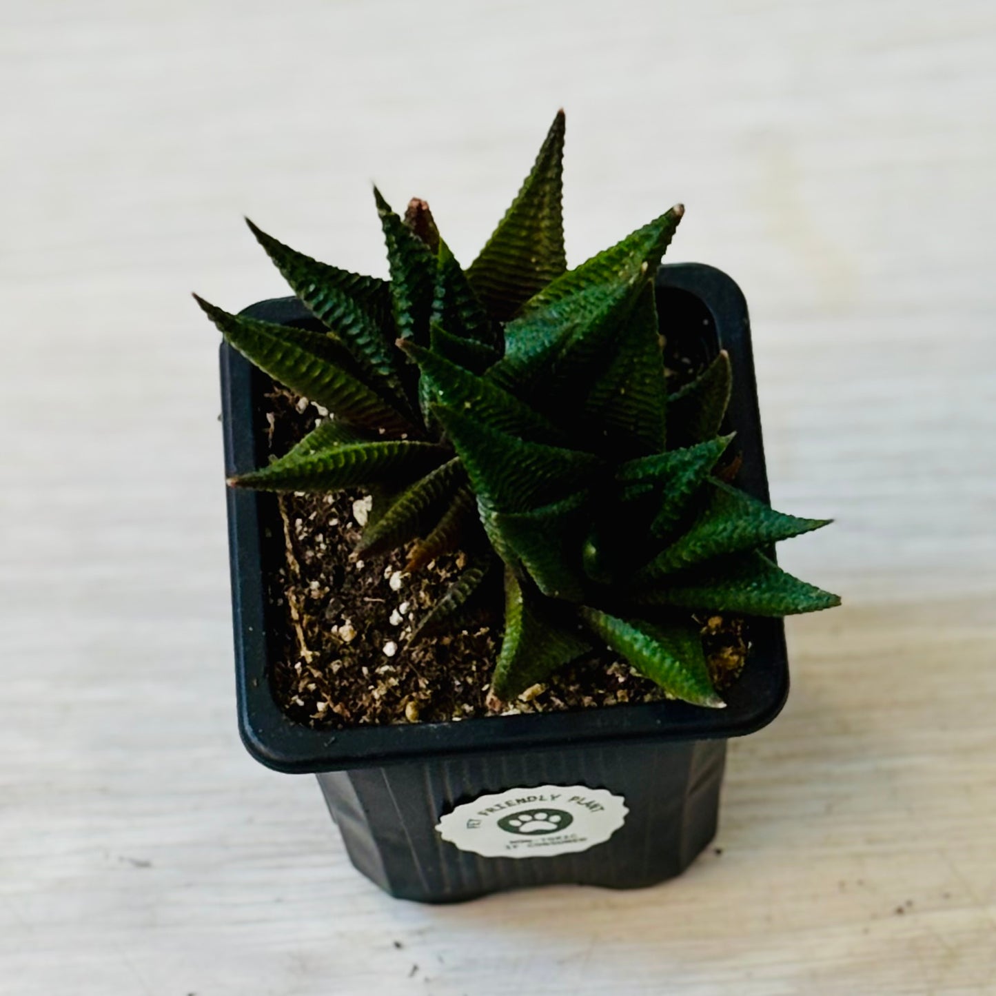 Succulents - Assorted 3"