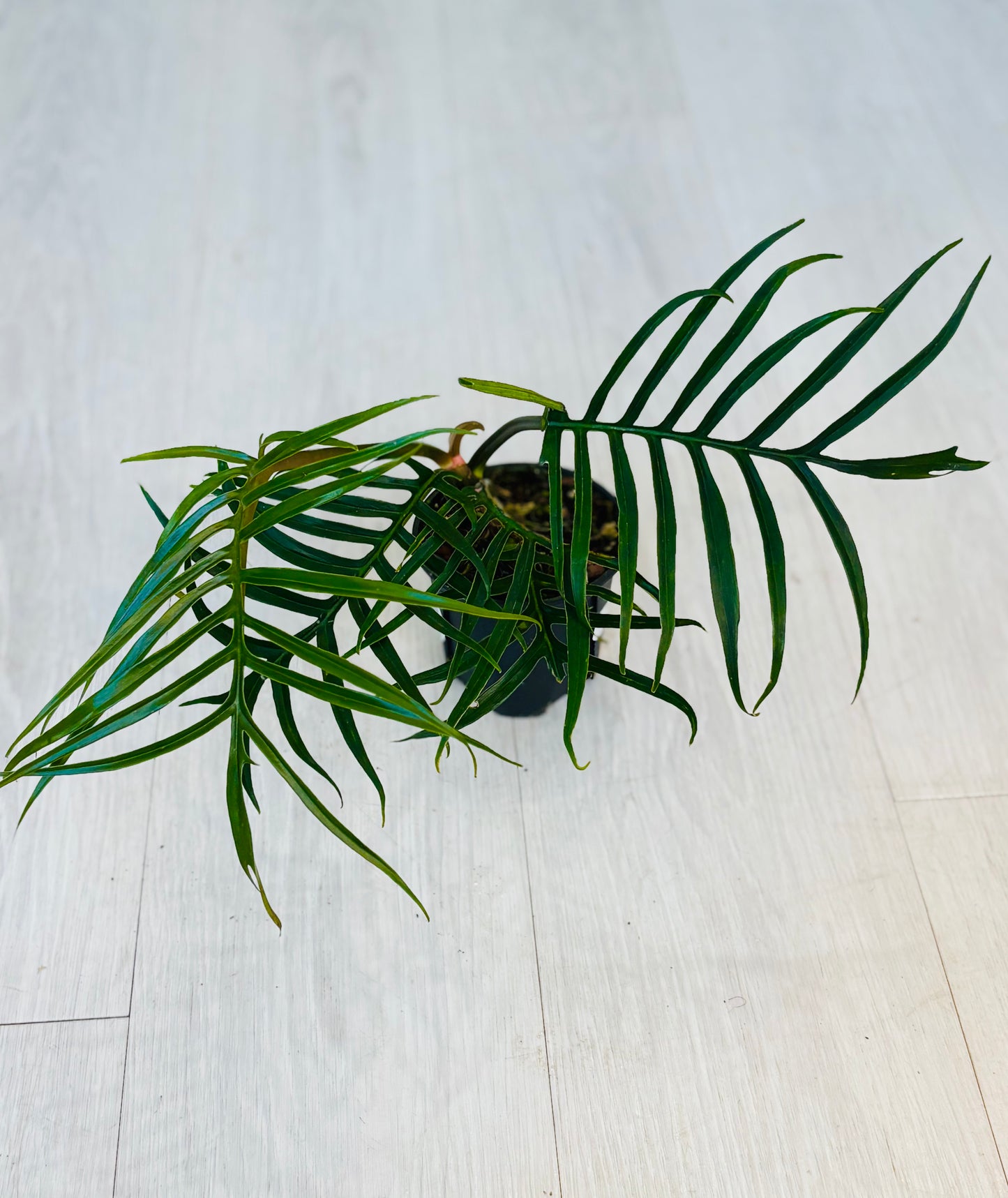 Tortum Philodendron