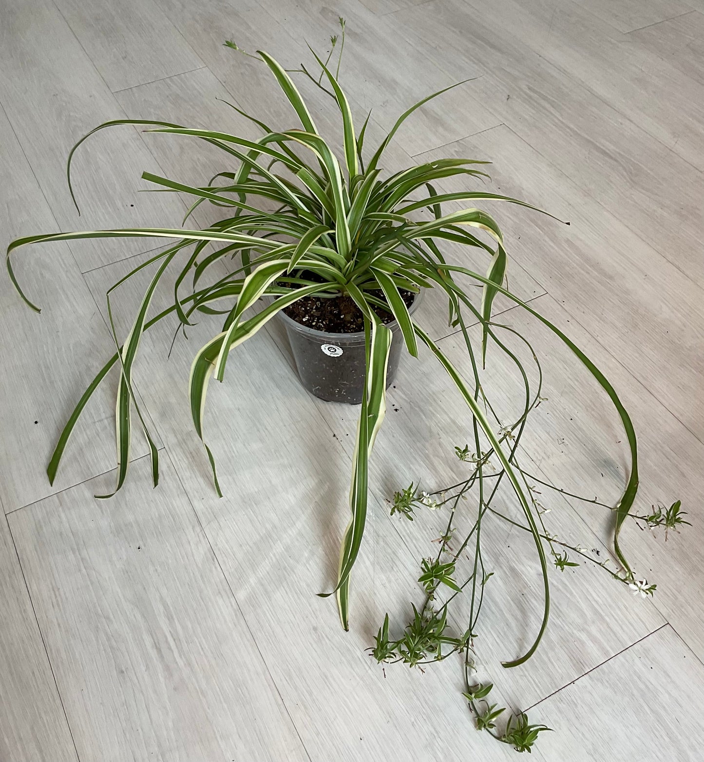 Spider Plant