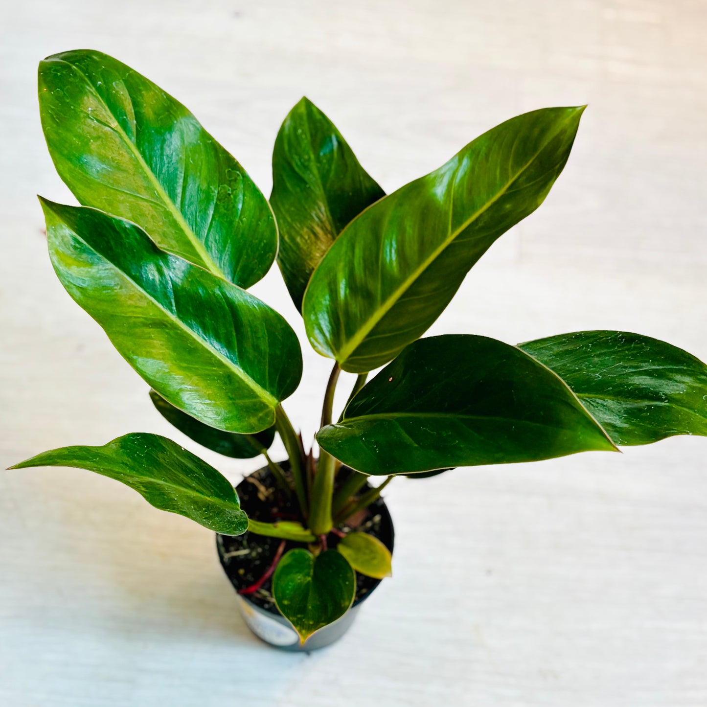 Red Congo Philodendron