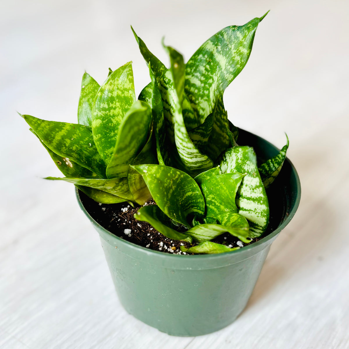 Green Hahnii Snake Plant