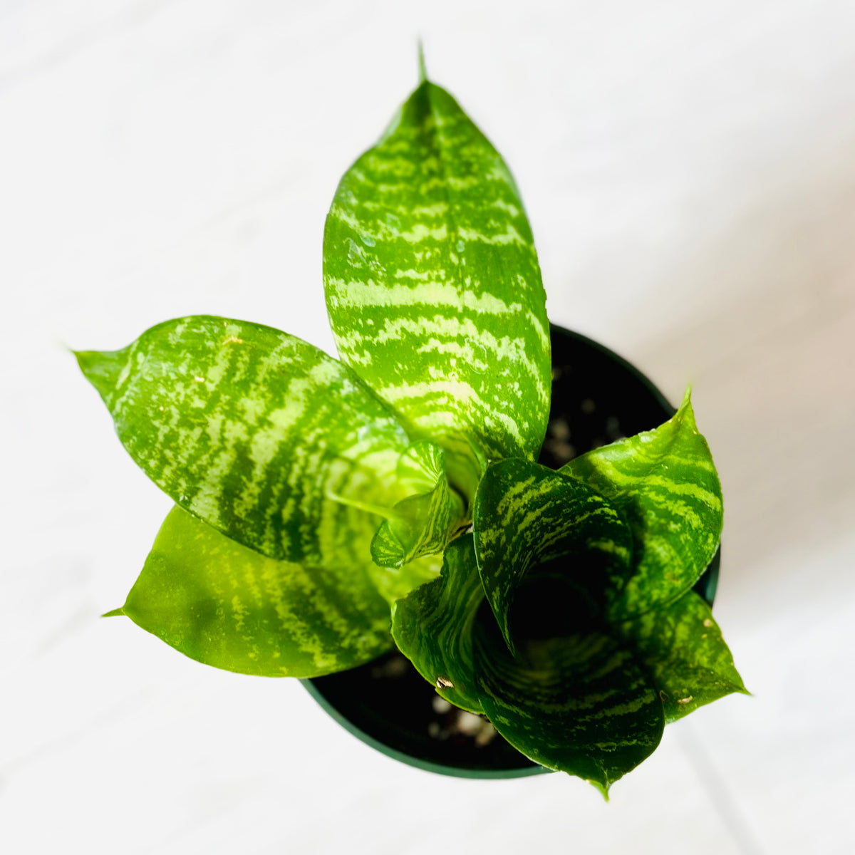 Green Hahnii Snake Plant