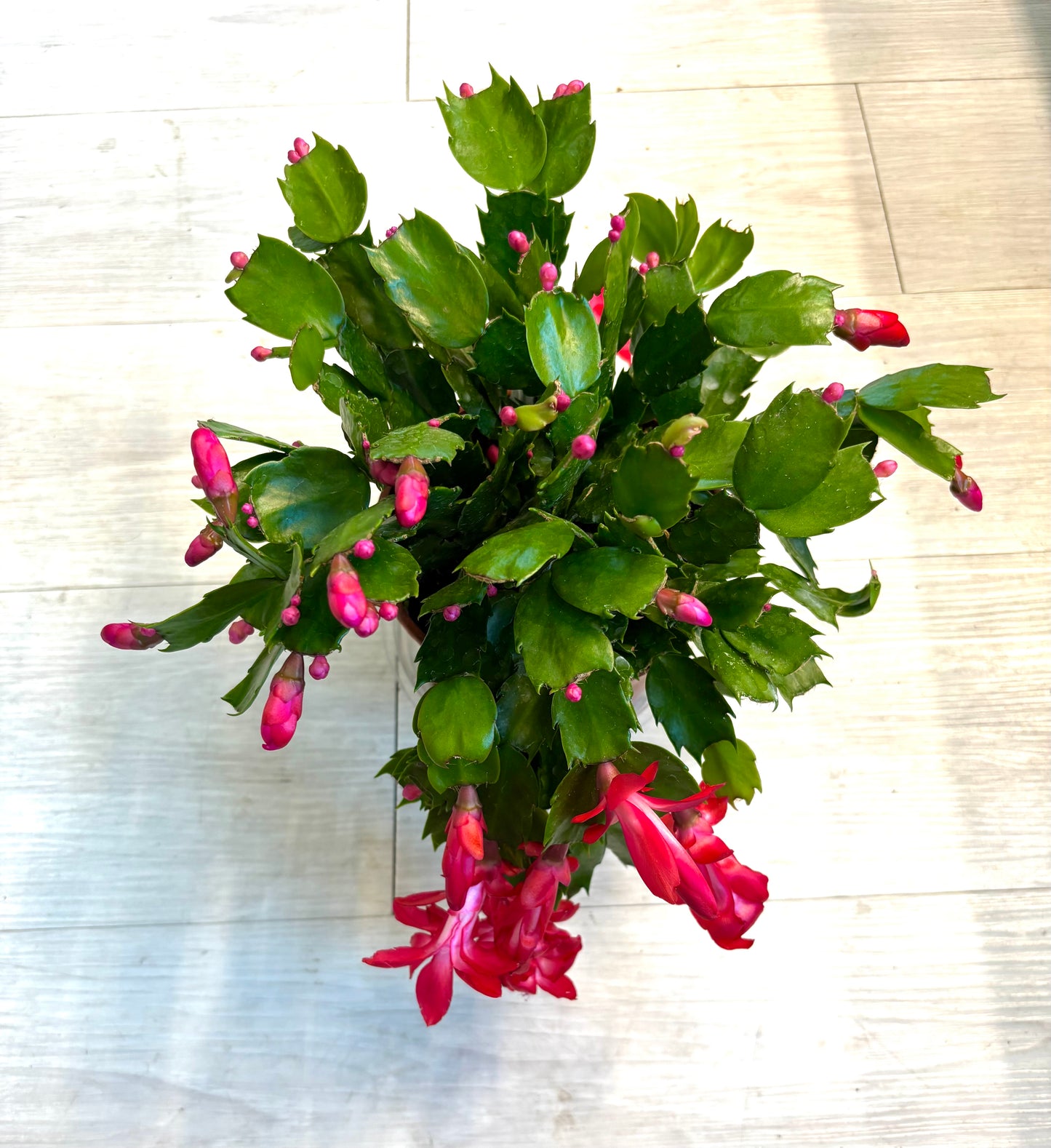 Thanksgiving Cactus