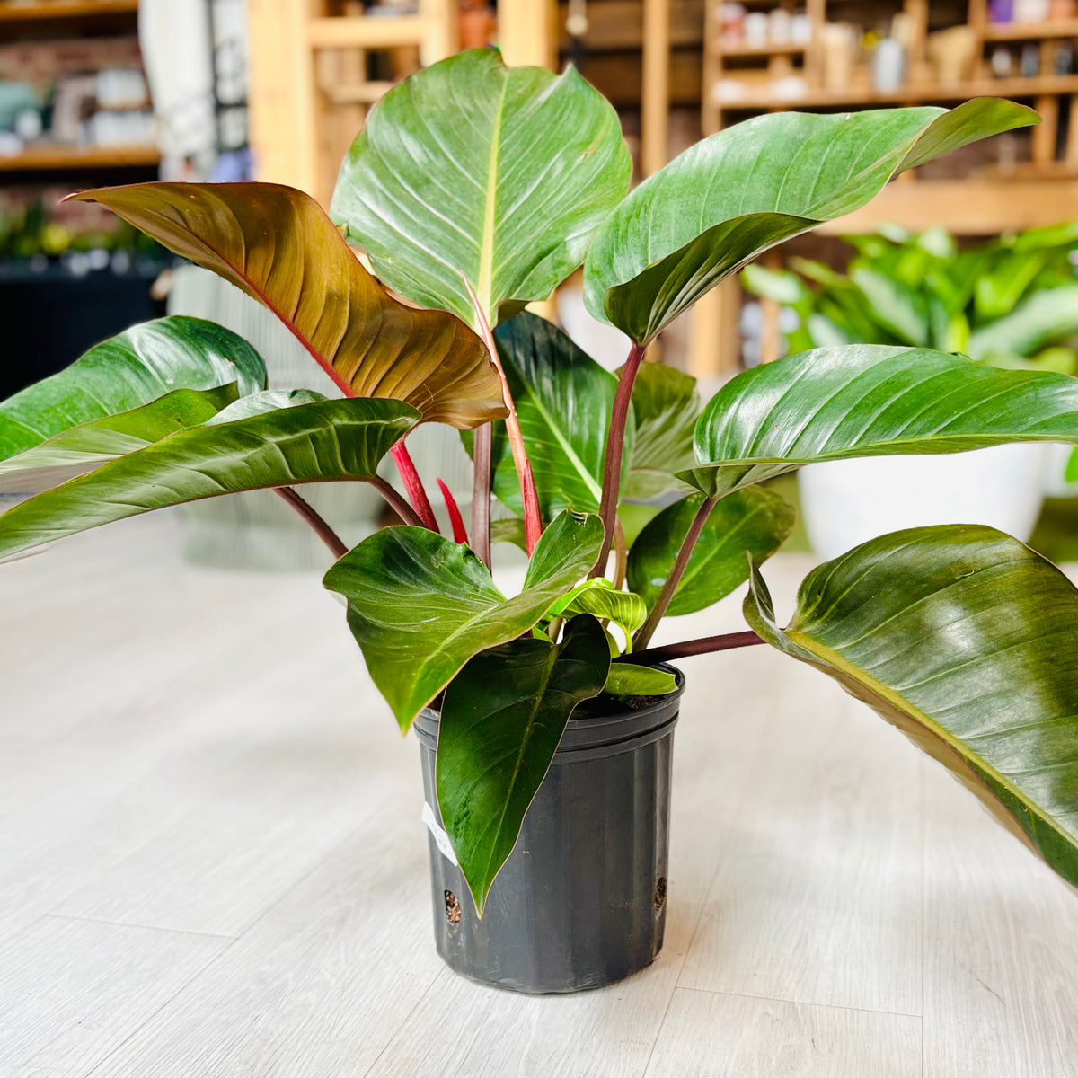Imperial Red Philodendron