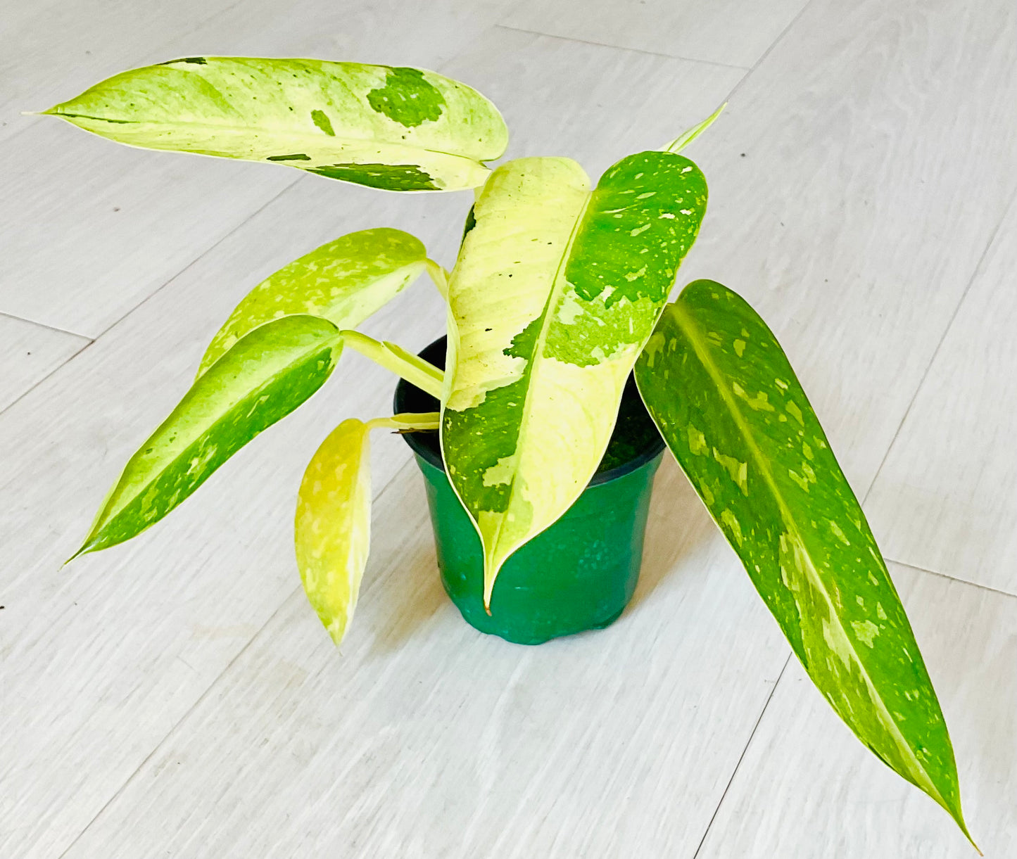 Philodendron Jose Buono 4”