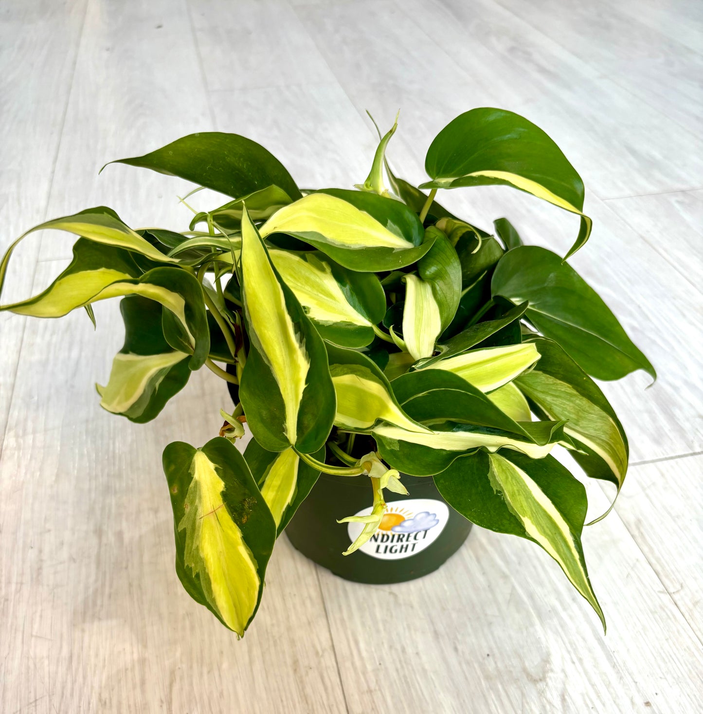 Silver Stripe Philodendron