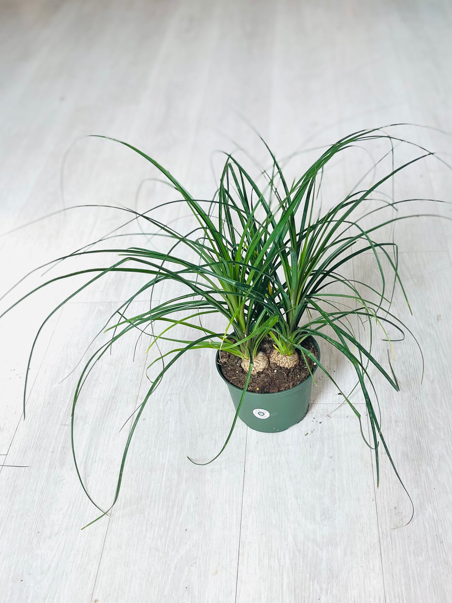 Ponytail Palm