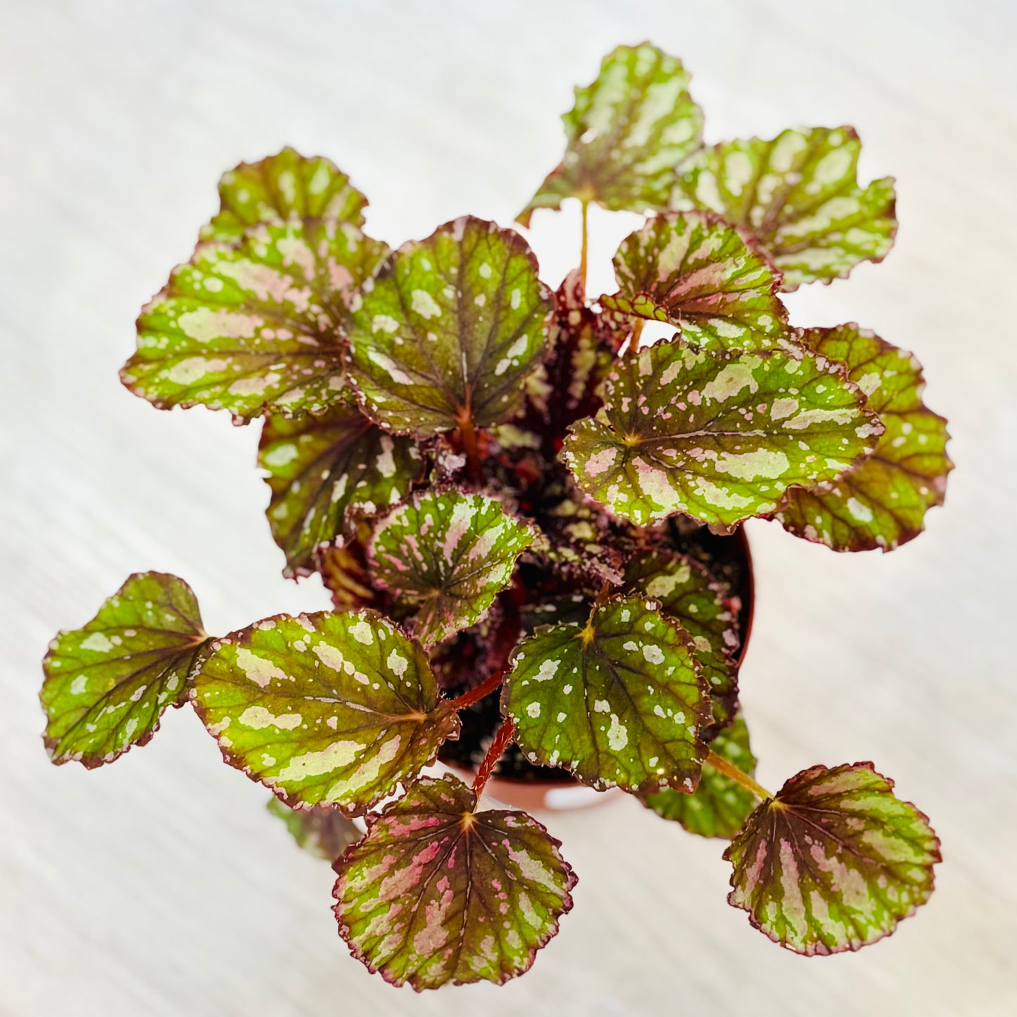 Rex Begonia