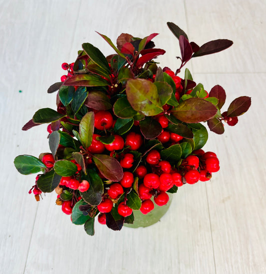 Gaultheria
