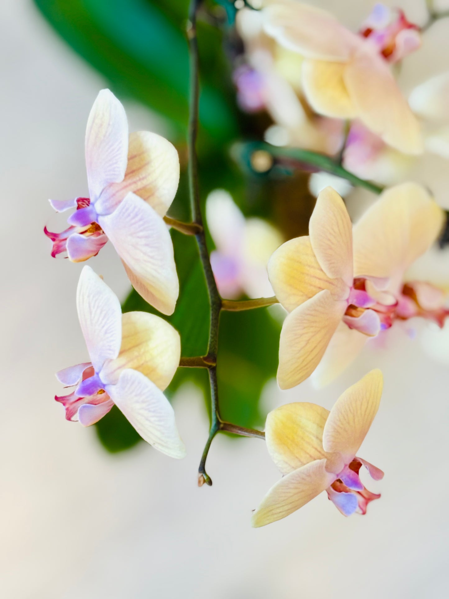 Phalaenopsis Orchid
