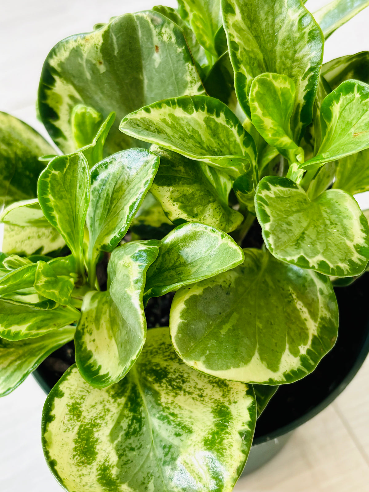 Marble Peperomia