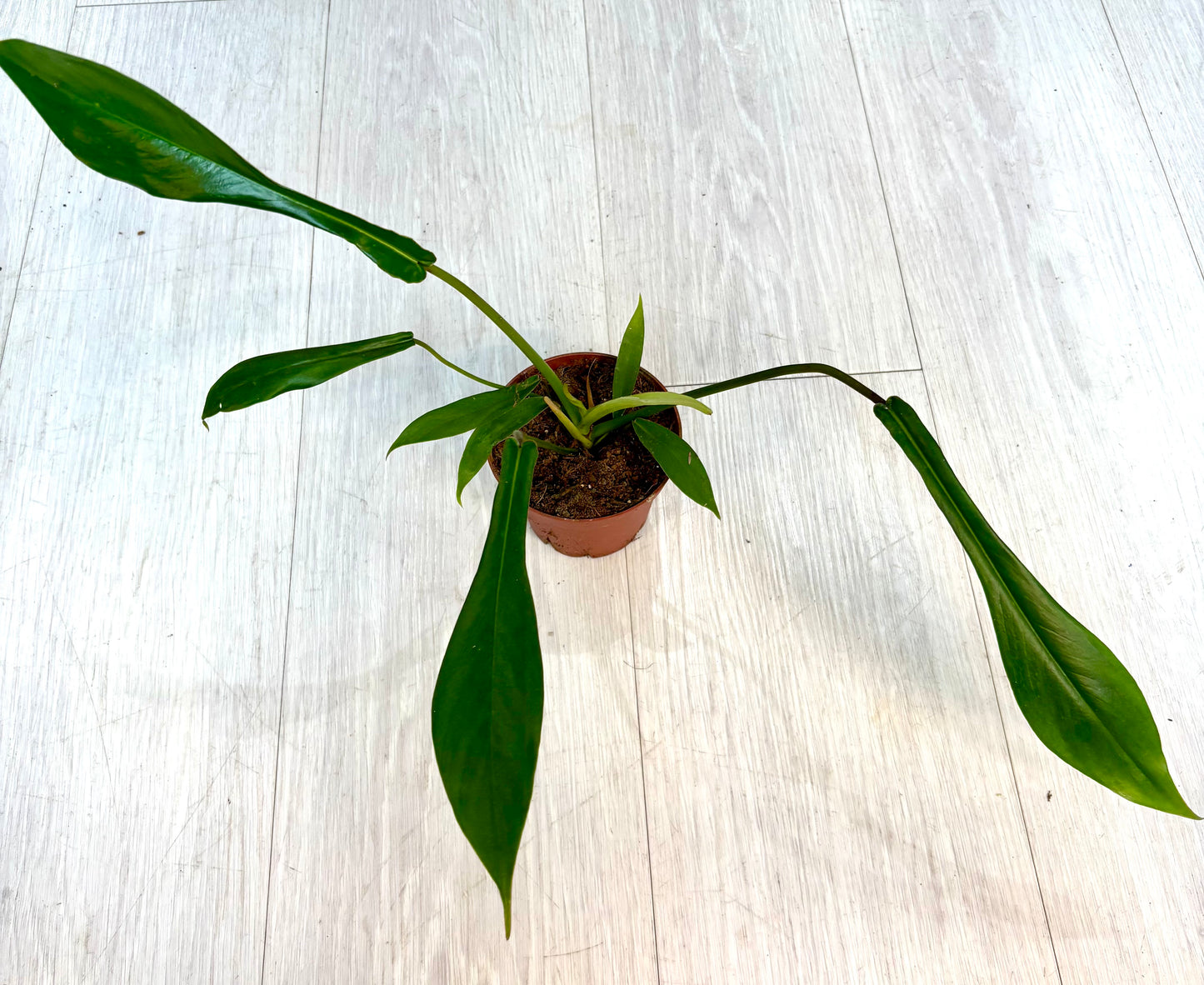 Joepii Philodendron