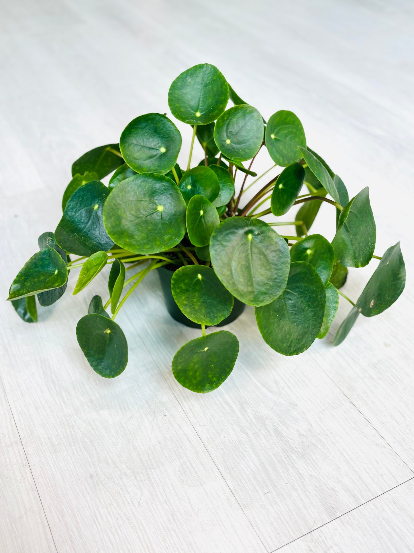 Pilea Peperomioides