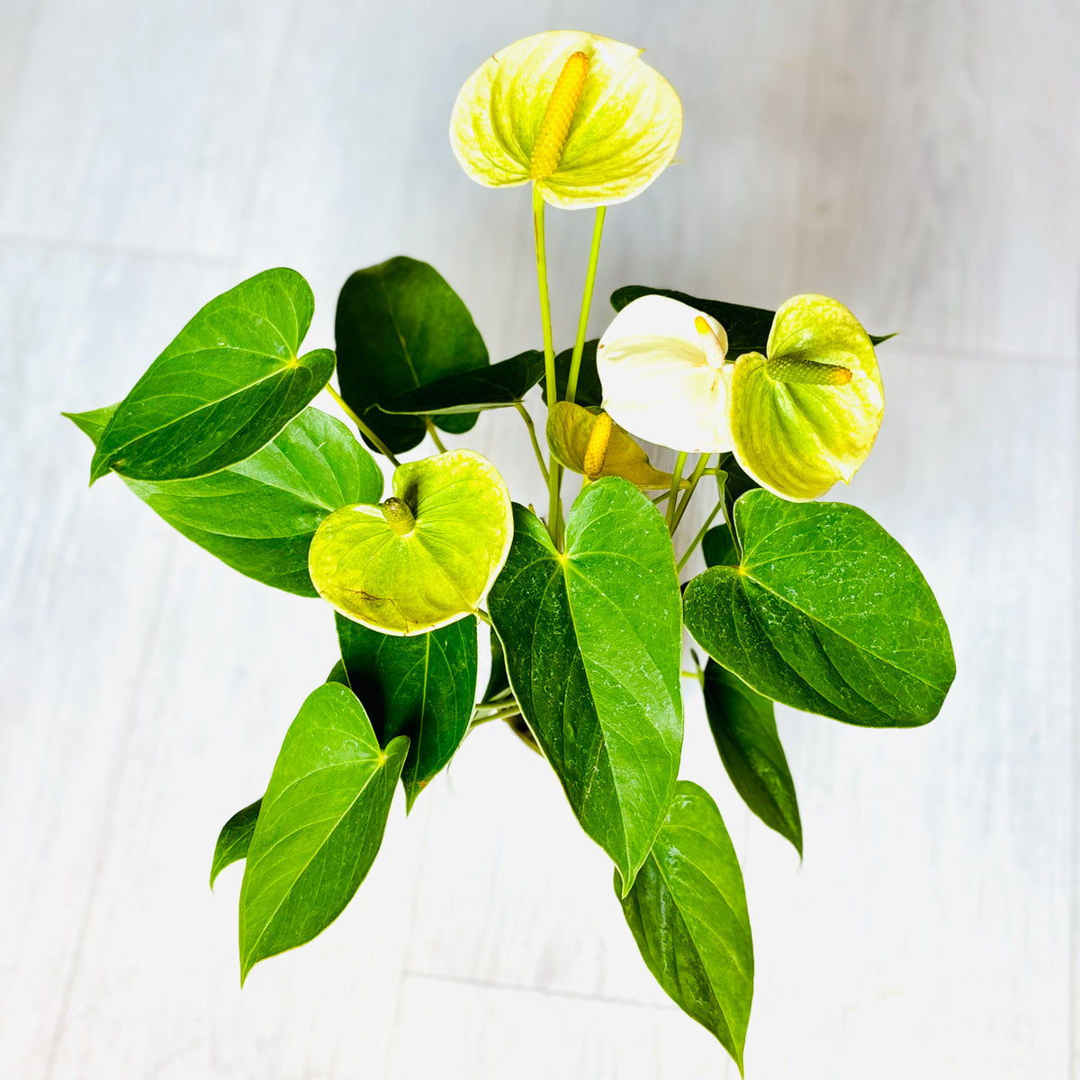 Dutch Anthurium