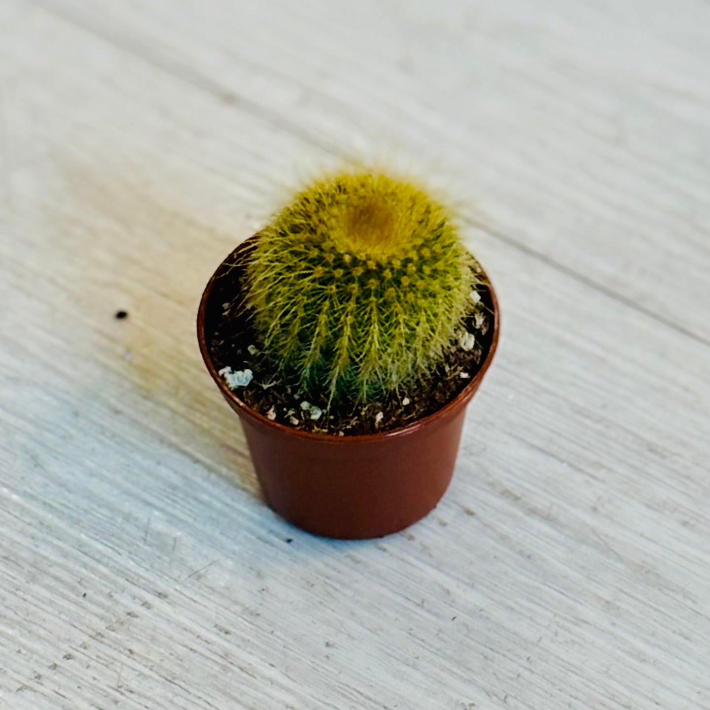 Cactus - Assorted 2"