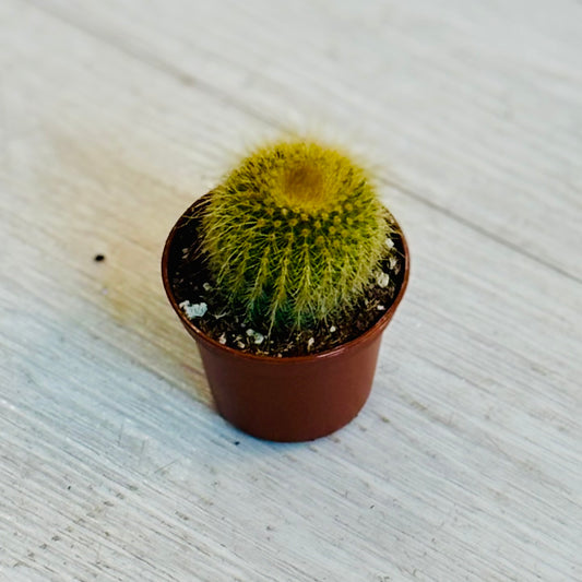 Cactus - Assorted 2"