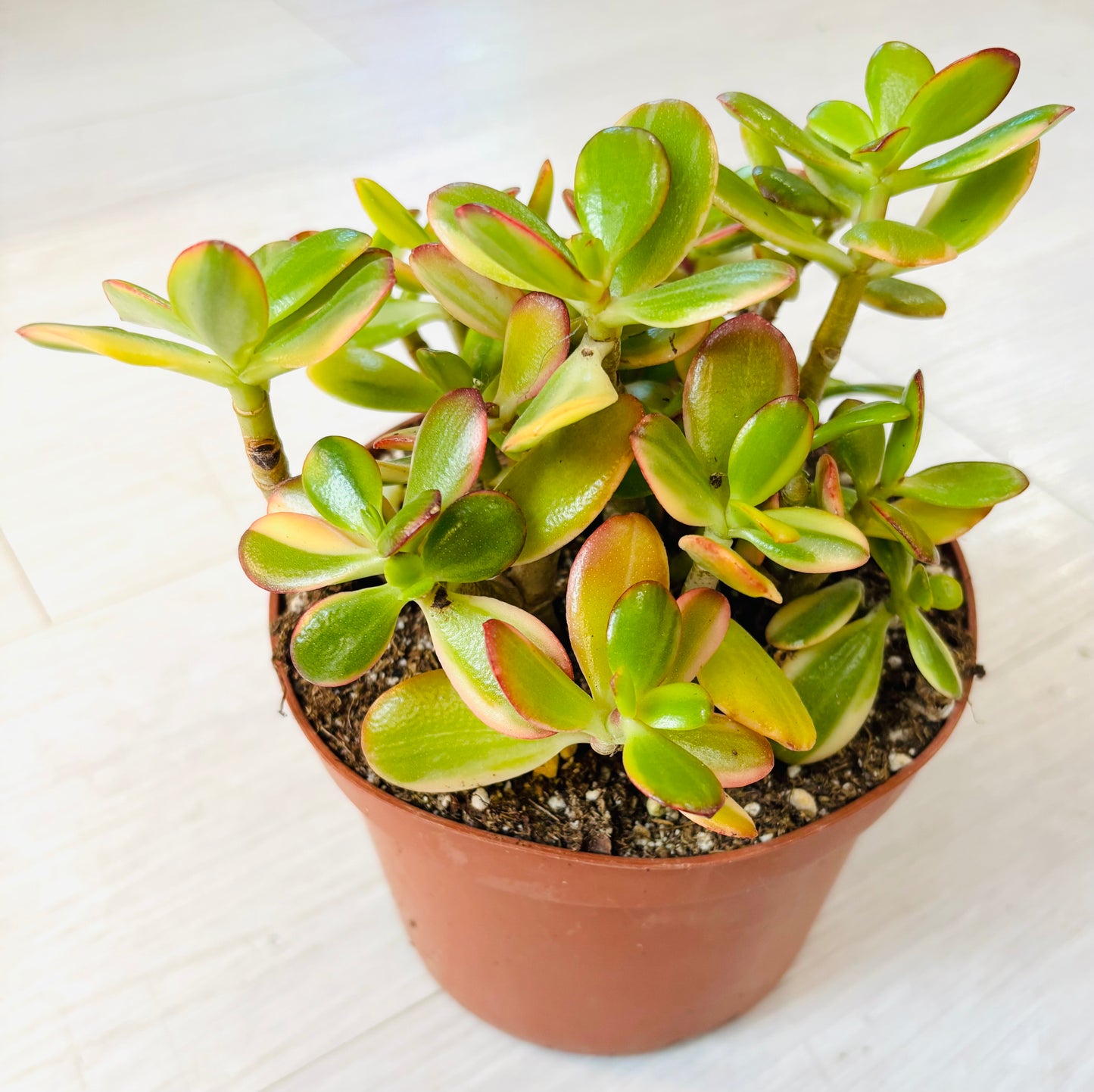 Hummel's Sunset Jade