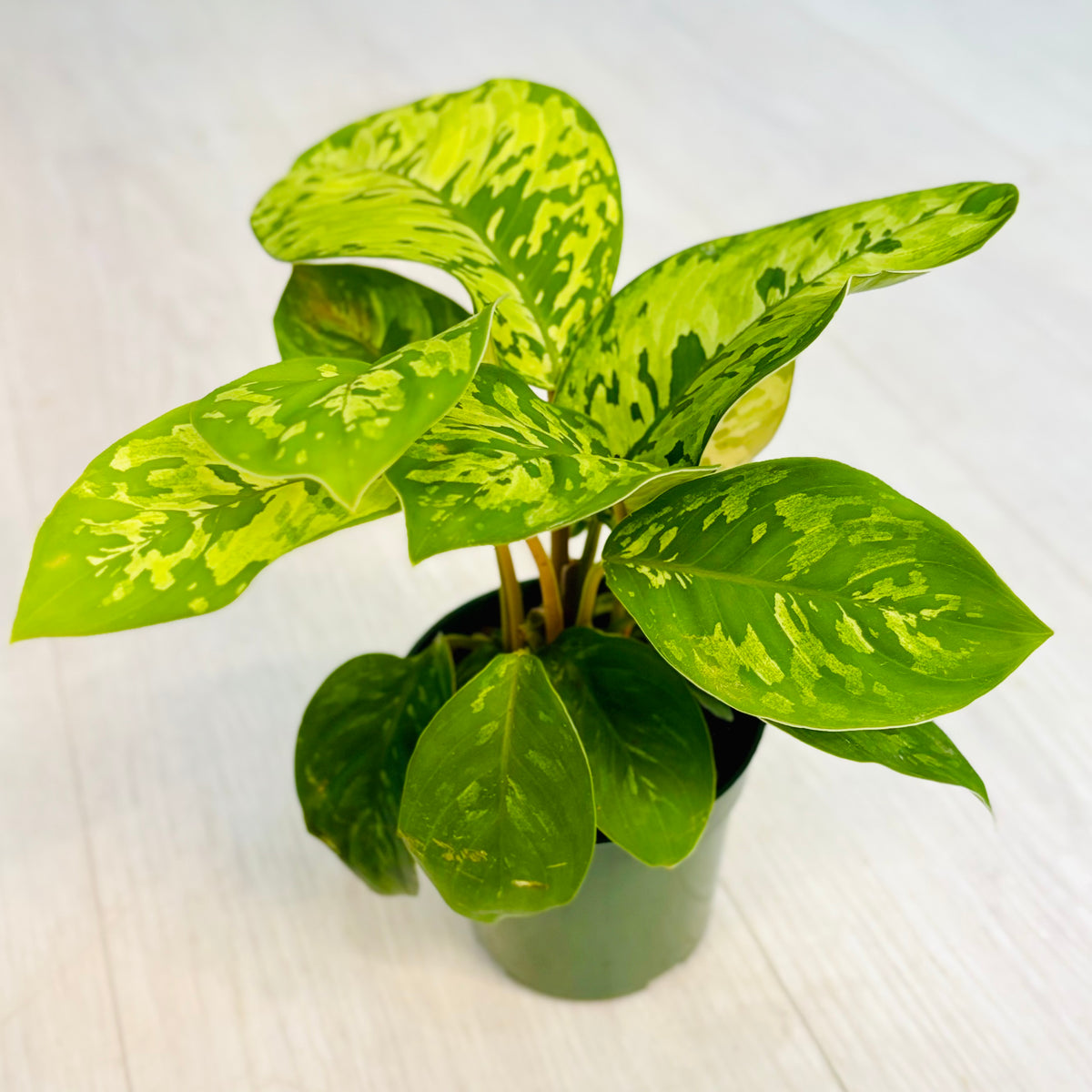 Camouflage Homalomena