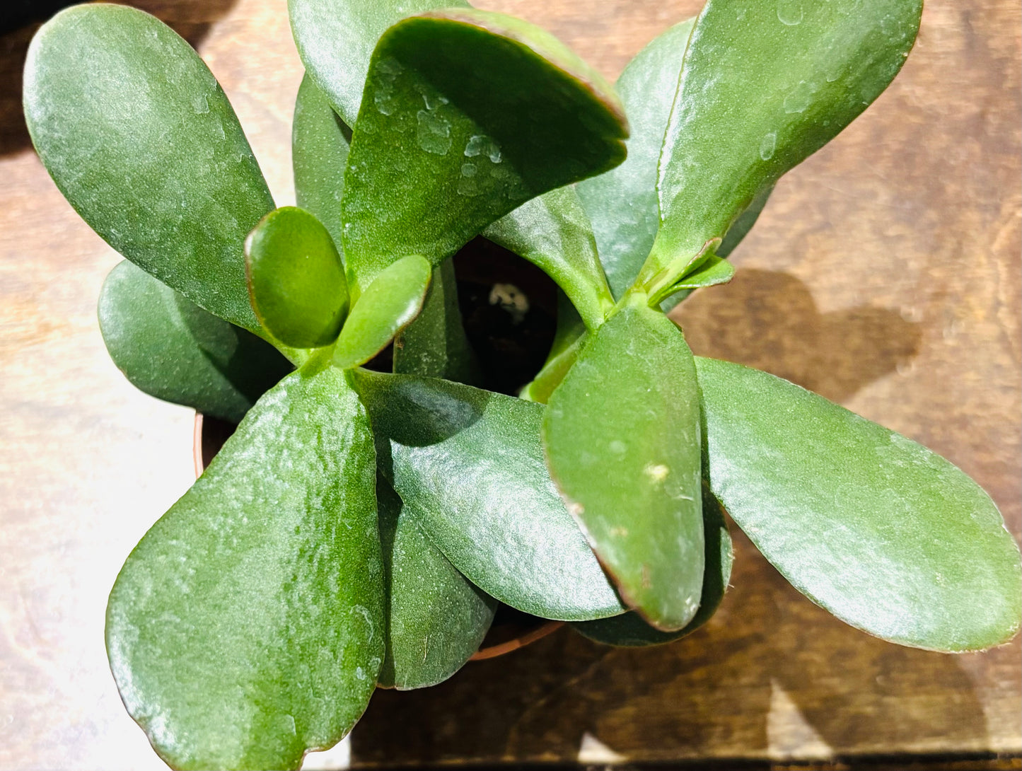 Succulents - Assorted 3"