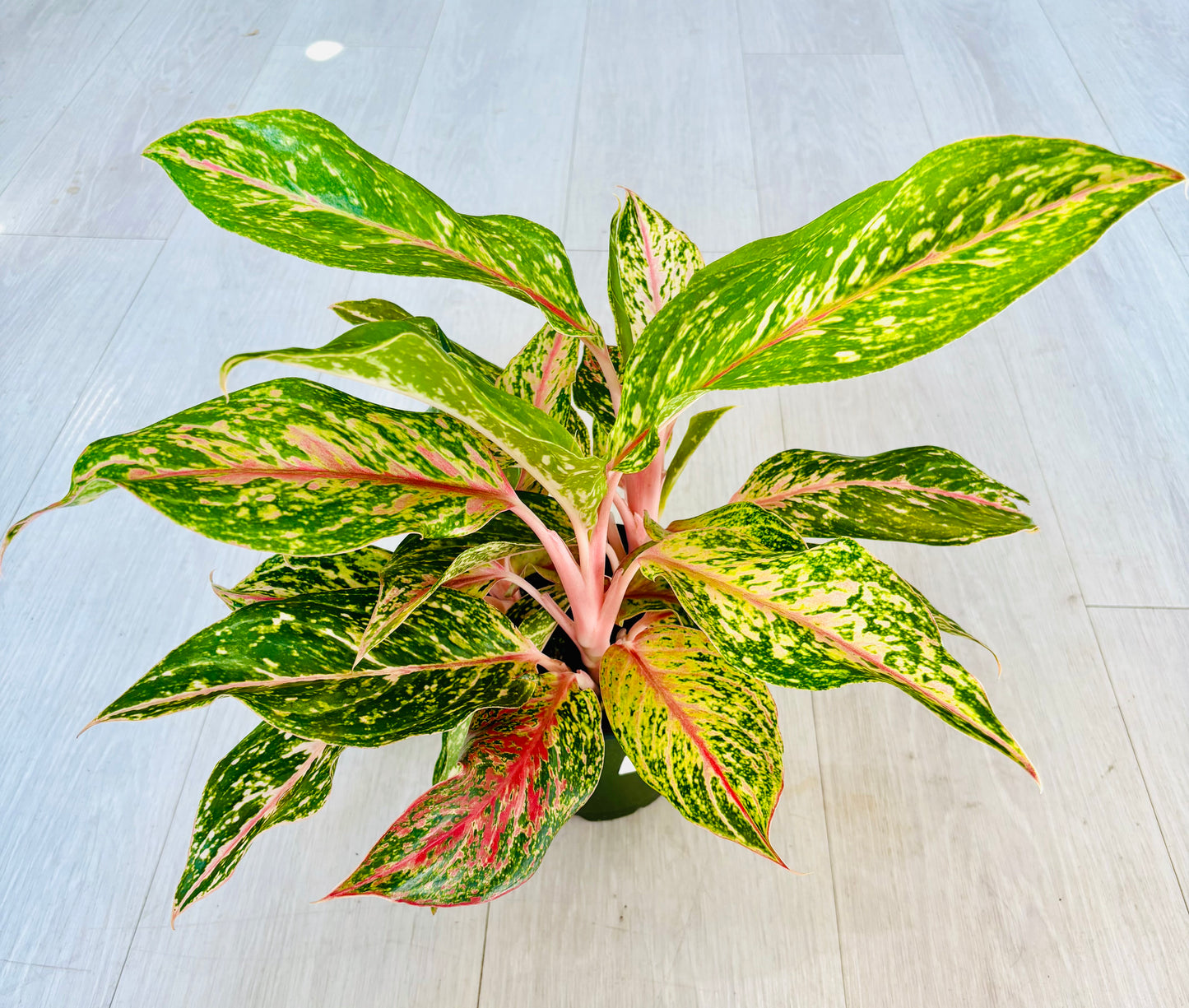 Aglaonema Butterfly
