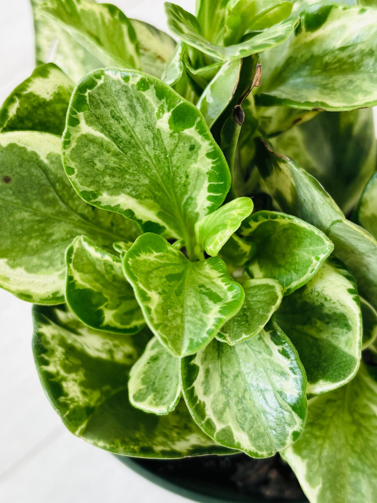 Marble Peperomia