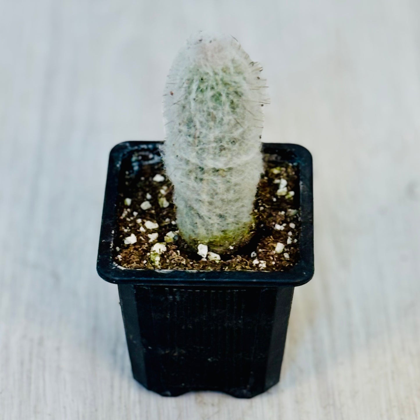 Cactus - Assorted 3"