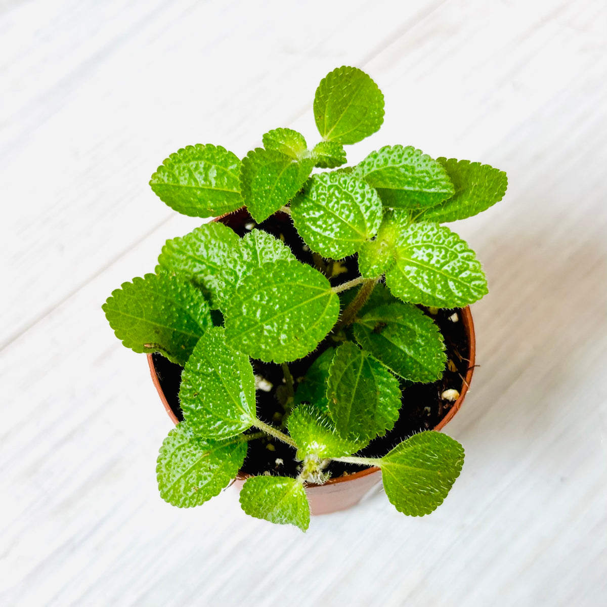 Houseplants - Assorted 2"