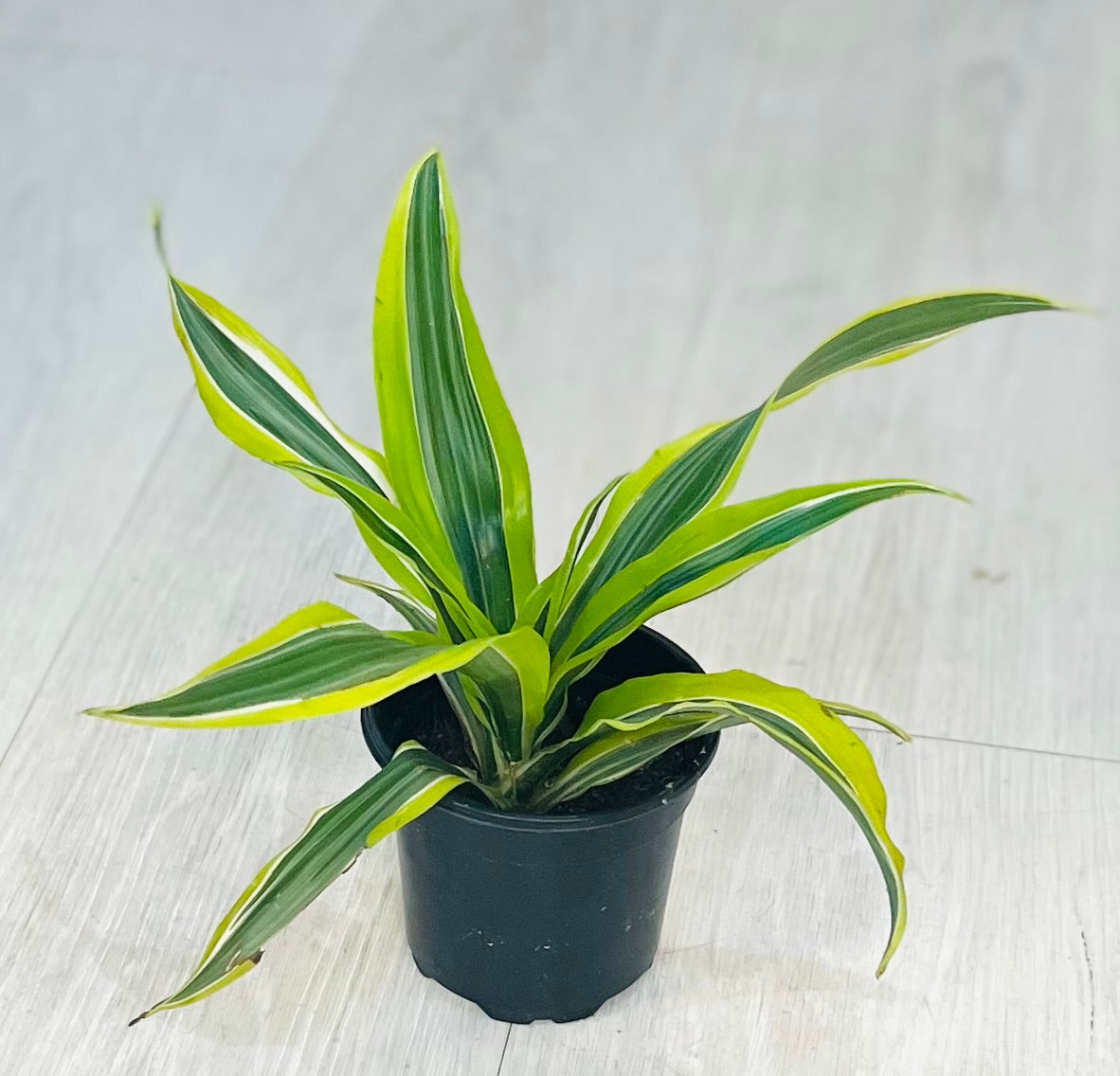 Dracaena Lemon Lime
