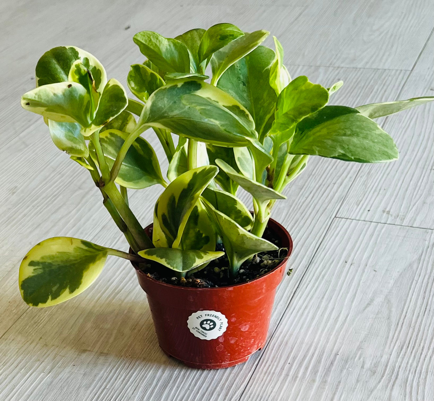 Variegated Peperomia