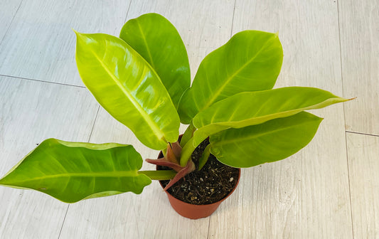 Moonlight Philodendron