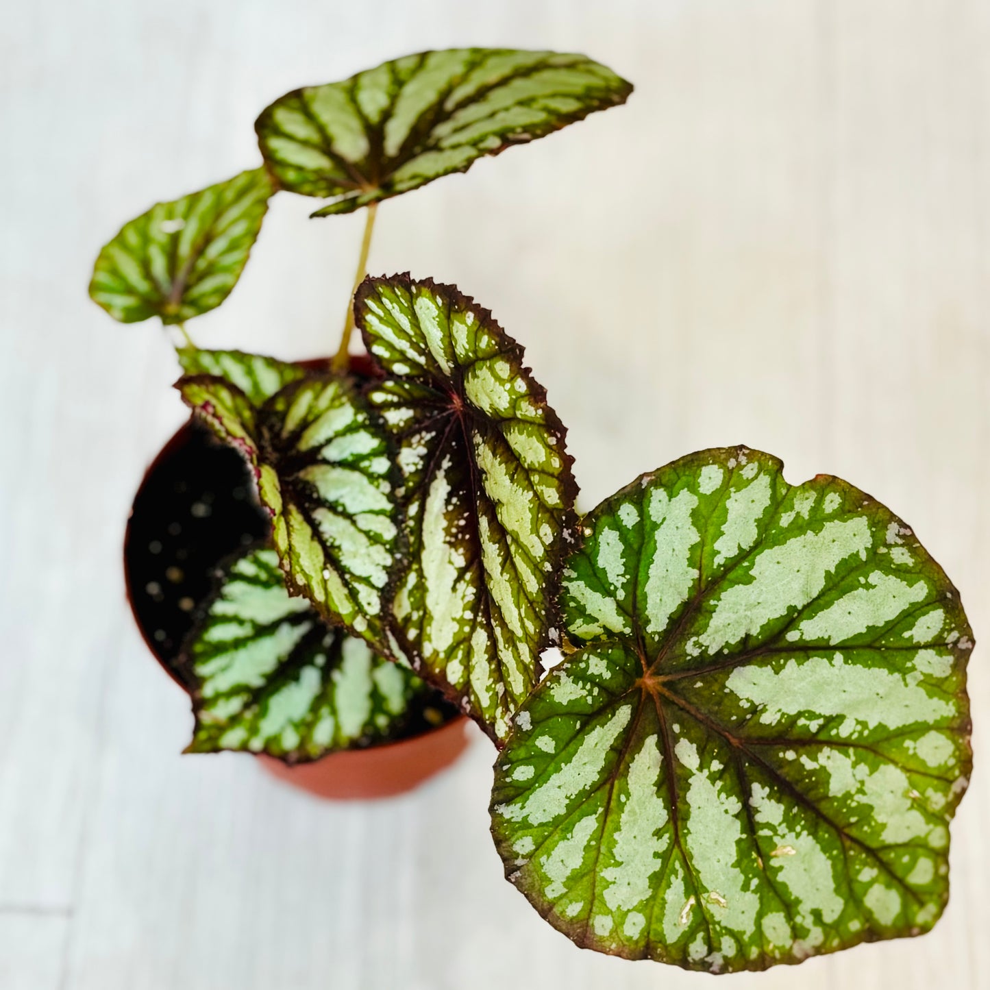 Rex Begonia