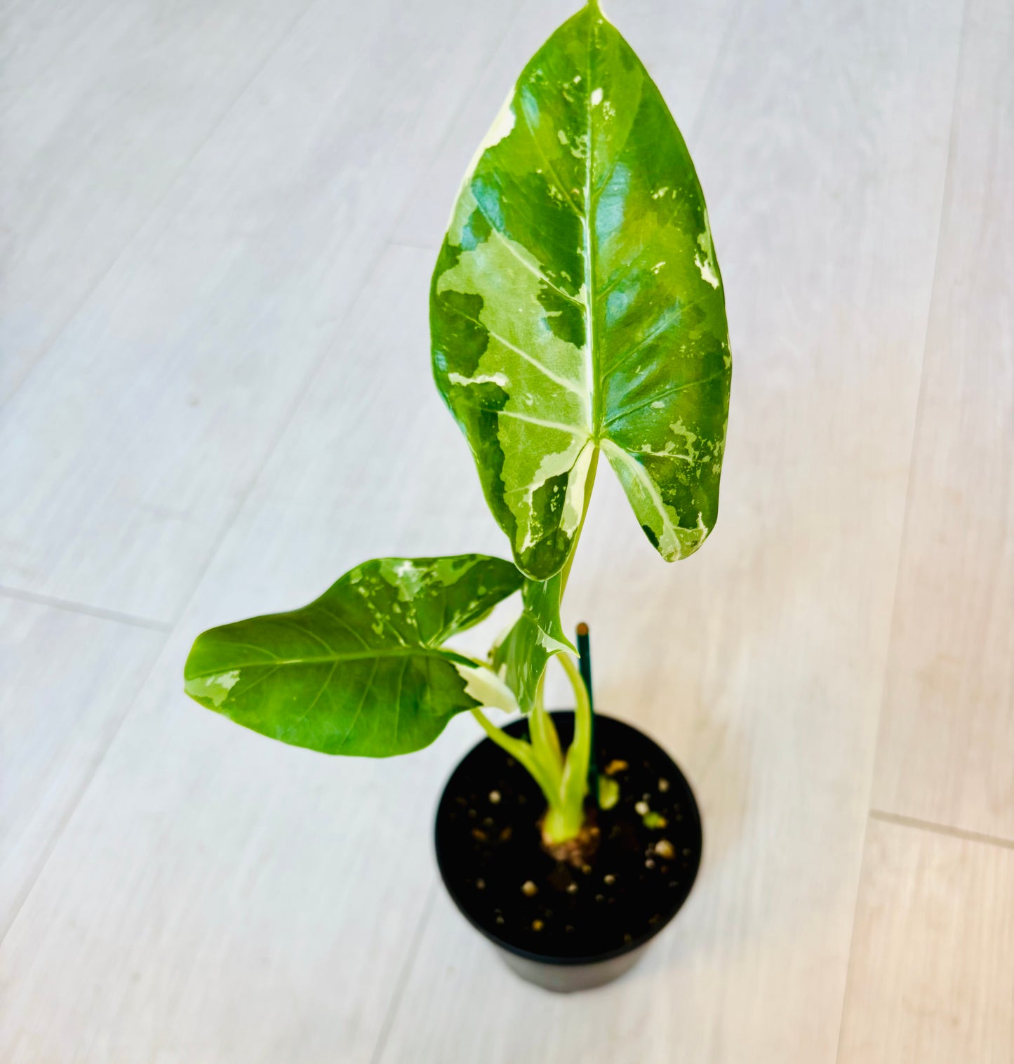 Okinawa Silver Alocasia