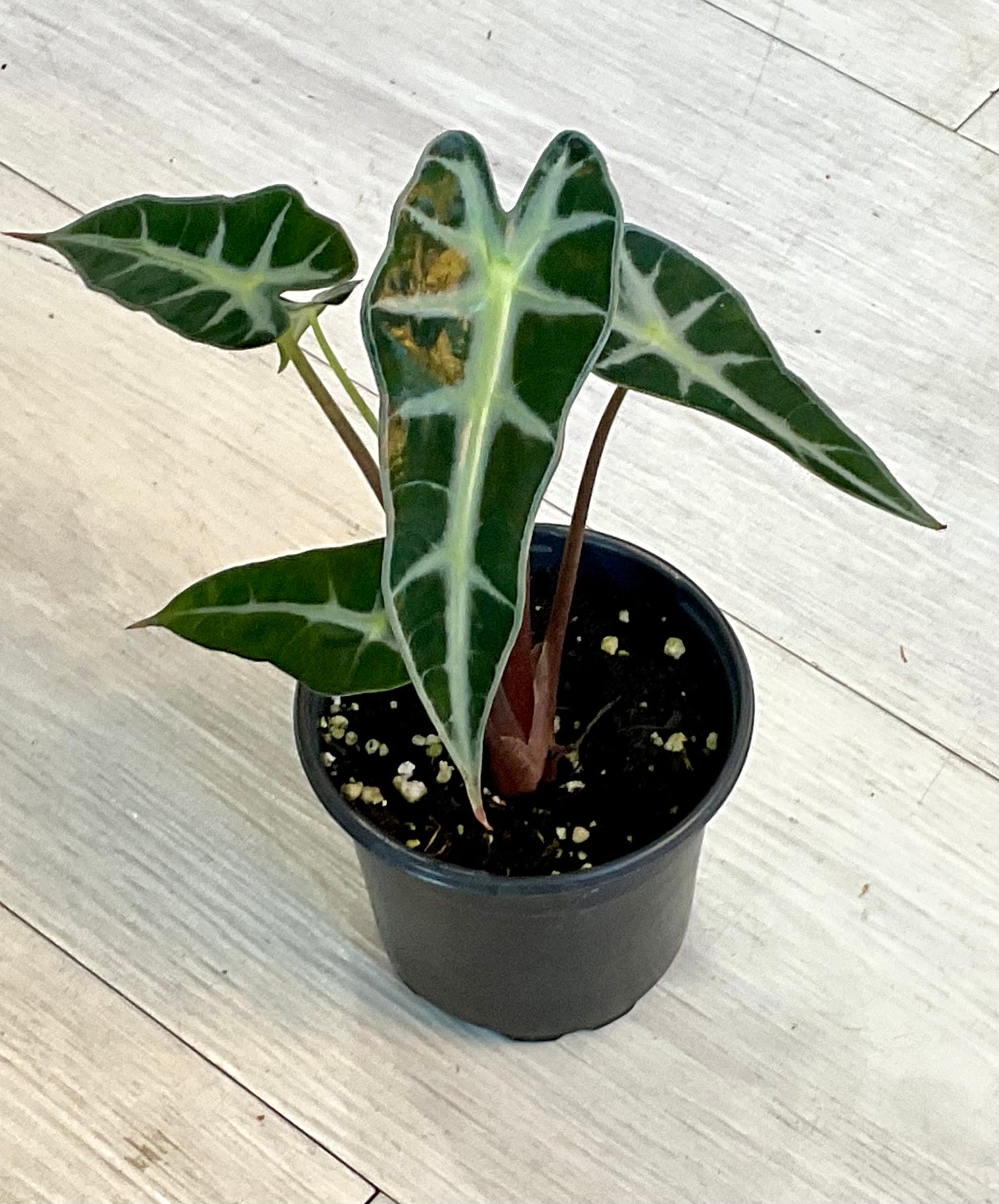 Alocasia Polly