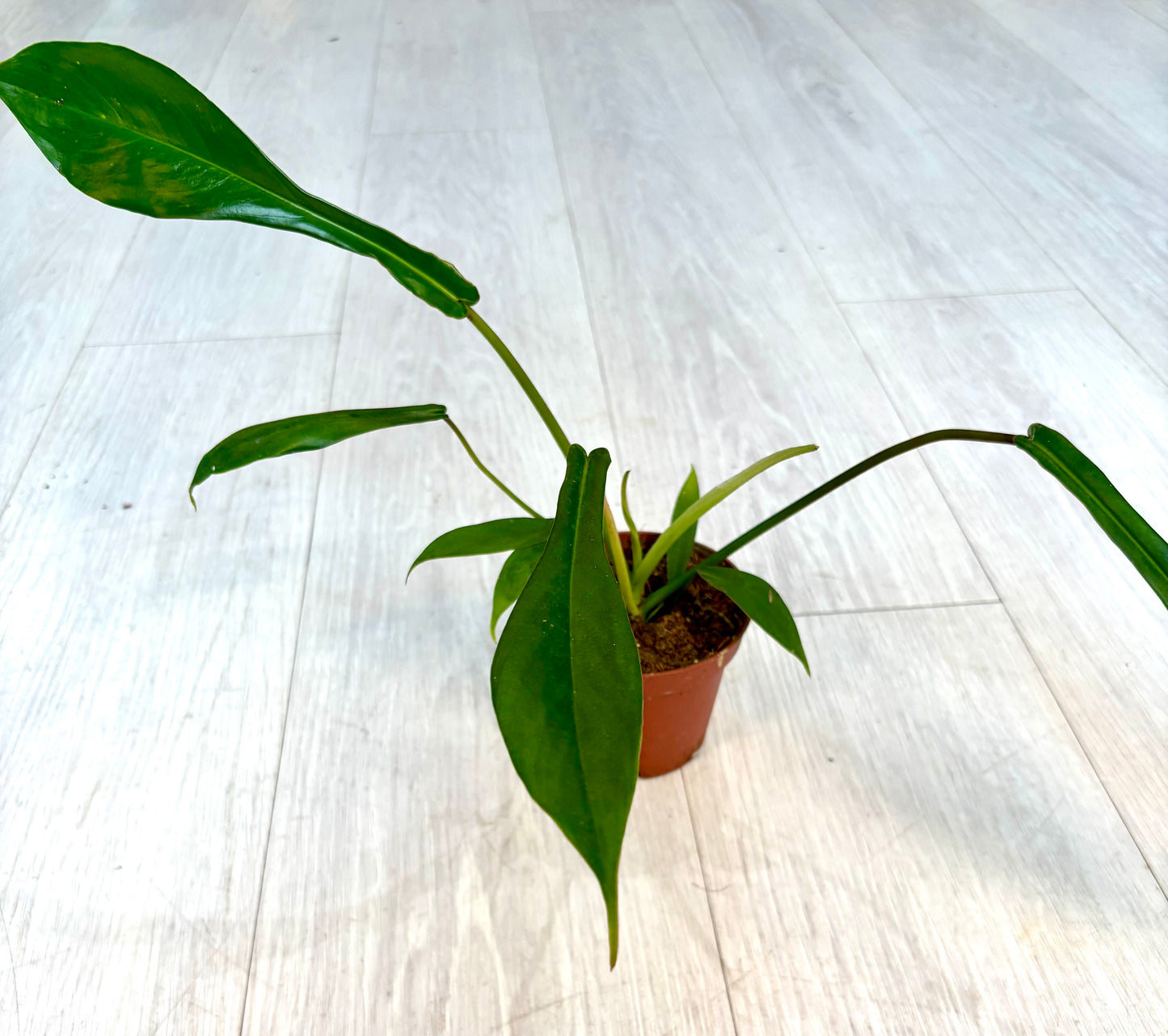 Joepii Philodendron