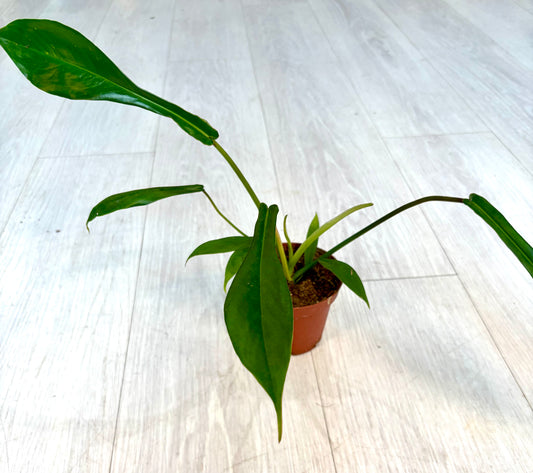 Joepii Philodendron
